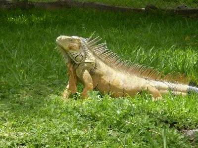 el habitat de la iguana verde se encuentra habitualmente en las selvas ...