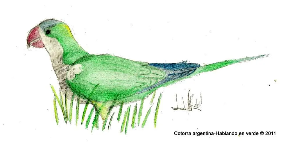 Hablando en verde: Curso de dibujo zoológico-SEO Alectoris