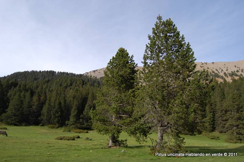 Hablando en verde: El Pino de los pirineos