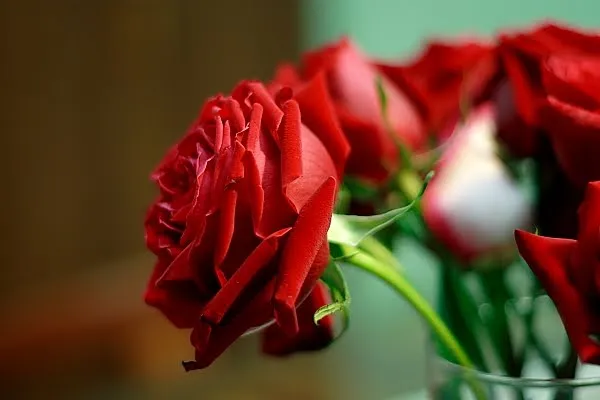 Hablemos de Fotografía: Las rosas más lindas.... La mía.