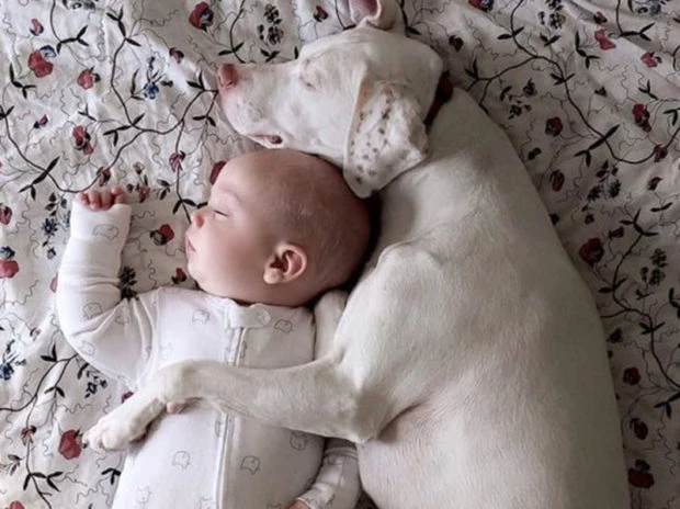 Qué hacer con tu mascota cuando llega un bebé a casa – GENTE Online