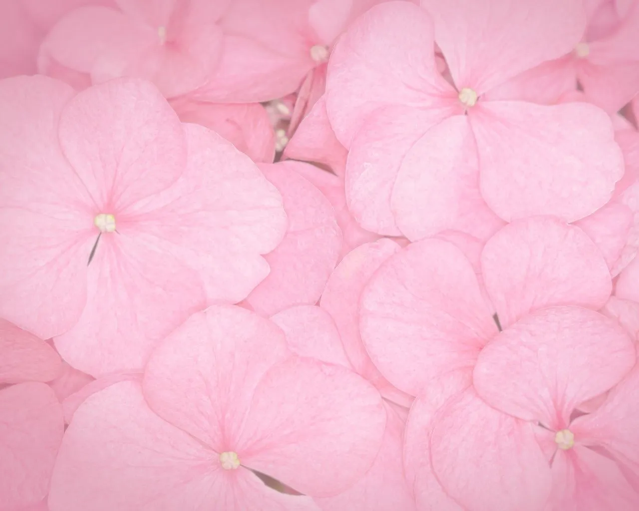 I ❤ kawaii: Pink wallpapers