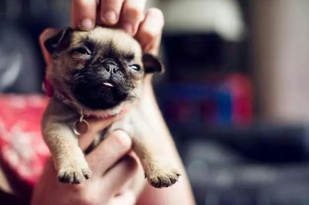 haciendole piojito a un pug bebe | I LOVE PUG ♥ | Pinterest