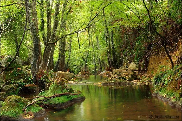  hadas son seres mitologicos que habitan en gran parte de los bosques ...