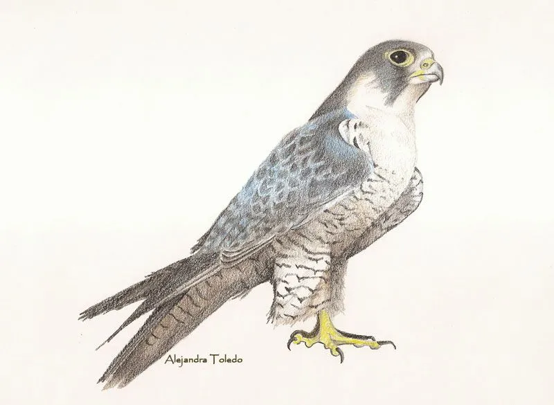 Halcon peregrino dibujo - Imagui