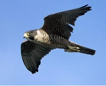 Halcón peregrino | Wikifaunia, tu enciclopedia de animales