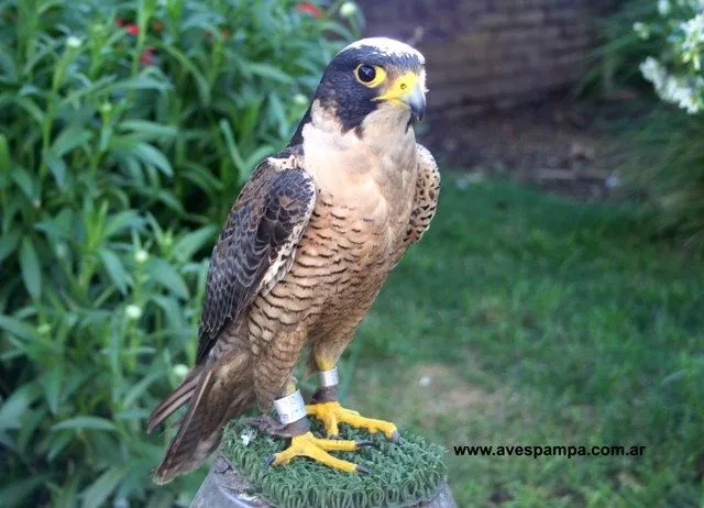 Halcon_Peregrino_macho.jpg