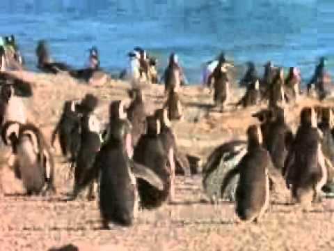 Hallan dos contaminantes en los huevos de aves del Parque Natural ...