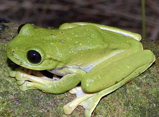 Hallan ranas, lagartijas y arañas, entre las nuevas especies de Papua ...