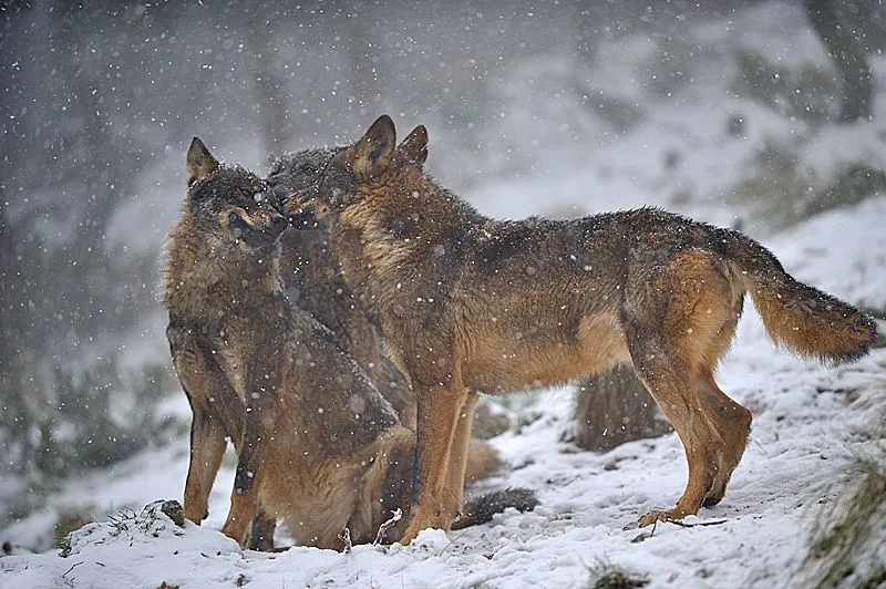 Hammerian: Esos animales que estamos aniquilando...El Lobo