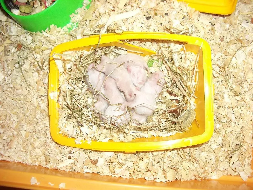 hamster bebes (3) | Cuidar de tu mascota es facilisimo.