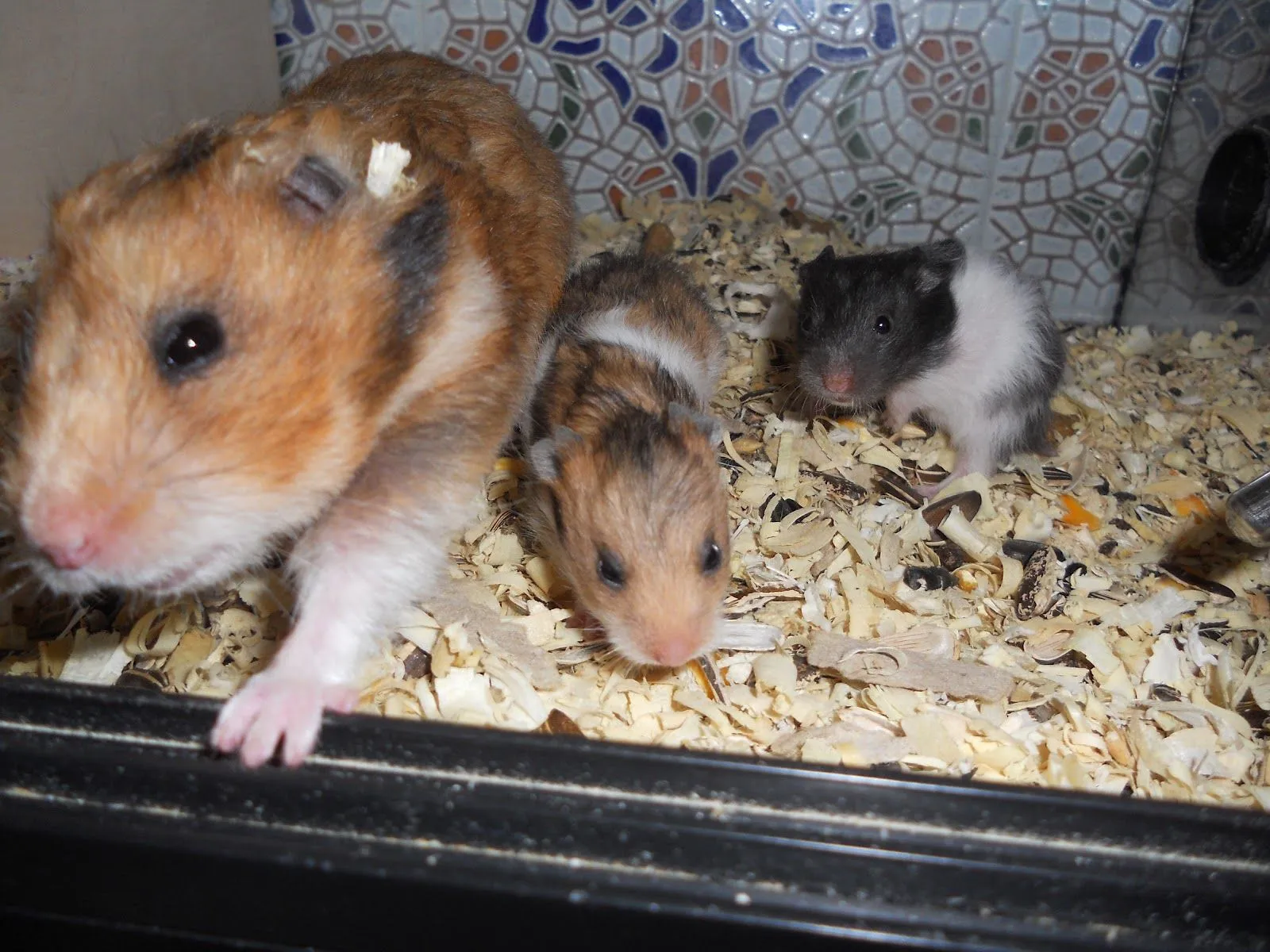 El Hámster Dorado: Fotos bebés