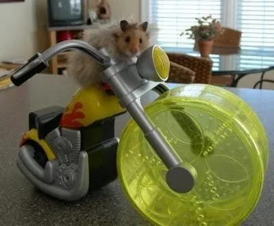 Hamster Motorista con su Rueda - Imagenes de Animales Graciosos ...
