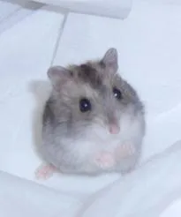 hamster tierno fondo blanco