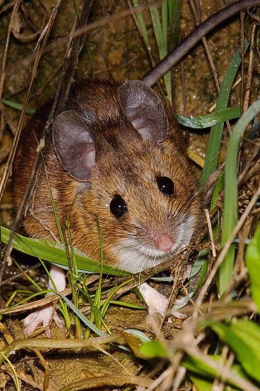 Los hámsteres son animales nocturnos por naturaleza, lo que los ...