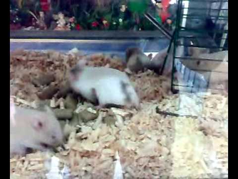 hamsters graciosos