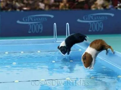 Hamsters olímpicos