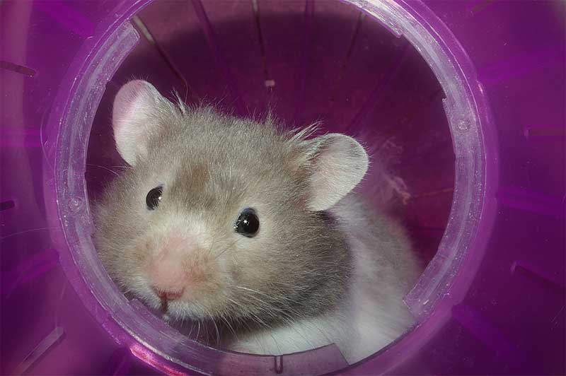 Hamster tierno - Imagui