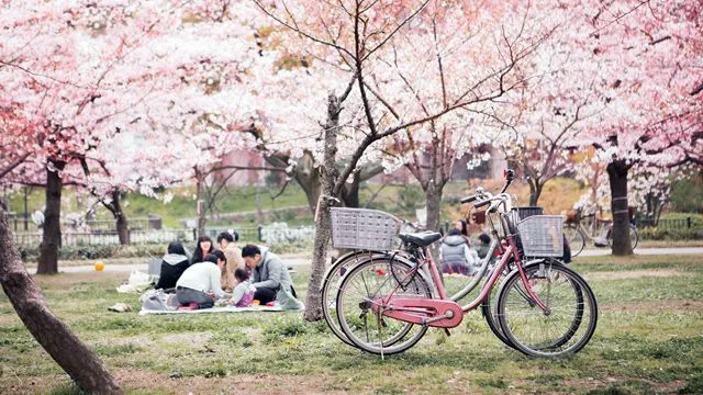 Hanami 2012, disfrutando de los cerezos en flor | Conoce Japón