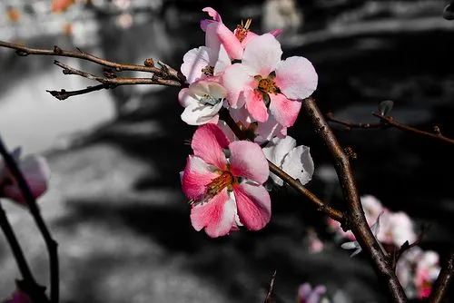Hanami, bajo la flor de cerezo | Nihhon's Blog