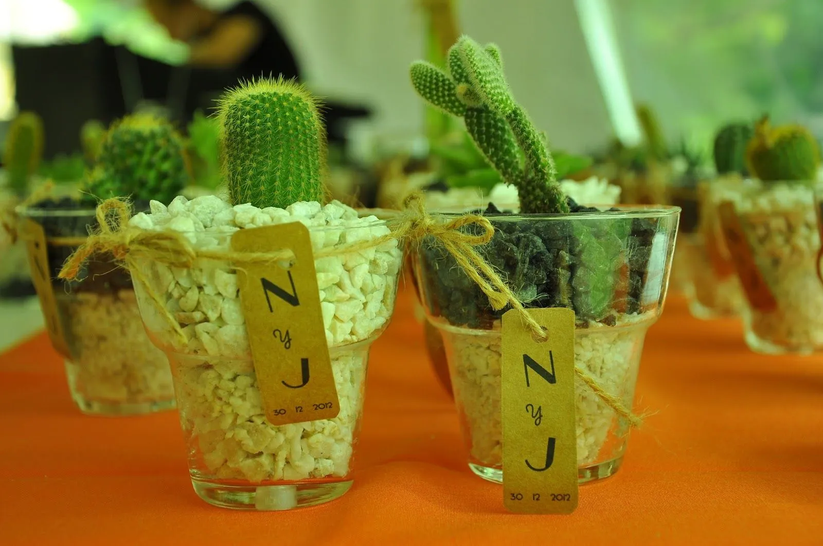 Happy Plants: Eco Souvenirs