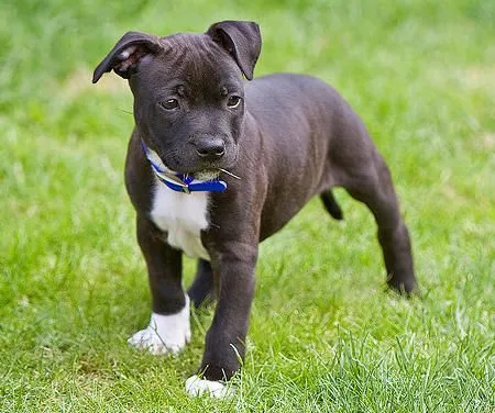 Harvey the Staffordshire Bull Terrier | Puppies | Daily Puppy