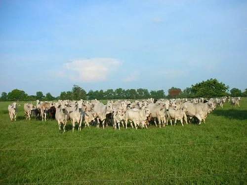 Hato de ganado Cebú - Sucre | Flickr - Photo Sharing!