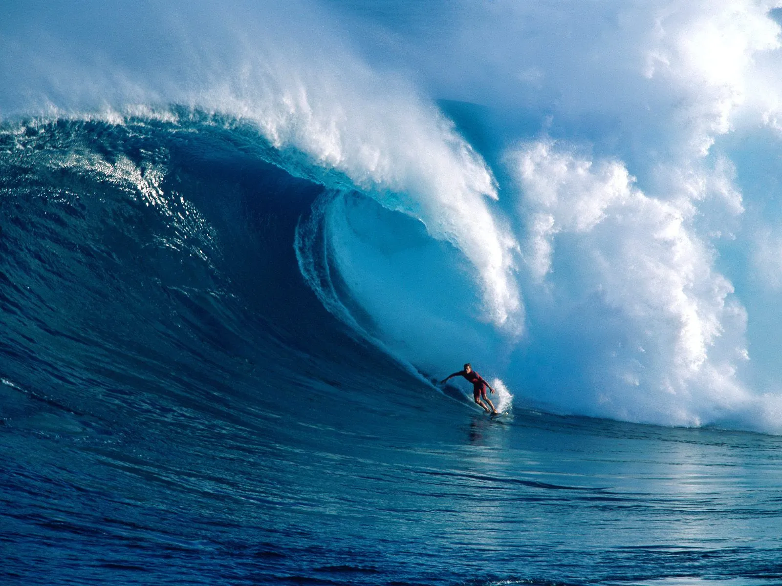 Hawaii Surfing, Dangerous Waves | Animal Photo