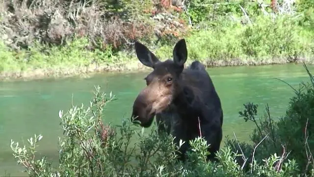 HD 1080p views of Moose on the Kootenay Lake shores in Glacier ...