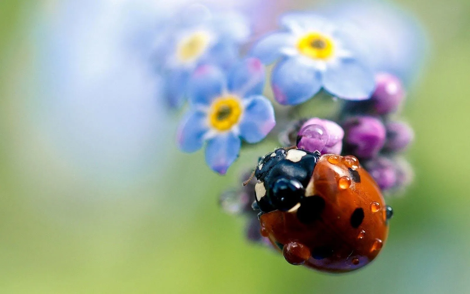 HD Ladybugs Wallpapers and Photos | HD Animals Wallpapers