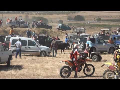 HD) TRAIDA DE VACAS POR EL CAMPO VALVERDE ( LA RIOJA ) 2010