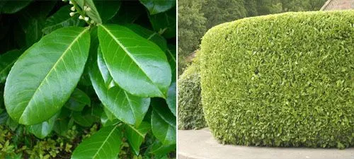 Hedges Direct Ltd Laurel Hedge - Cherry or Common Laurel (Prunus ...