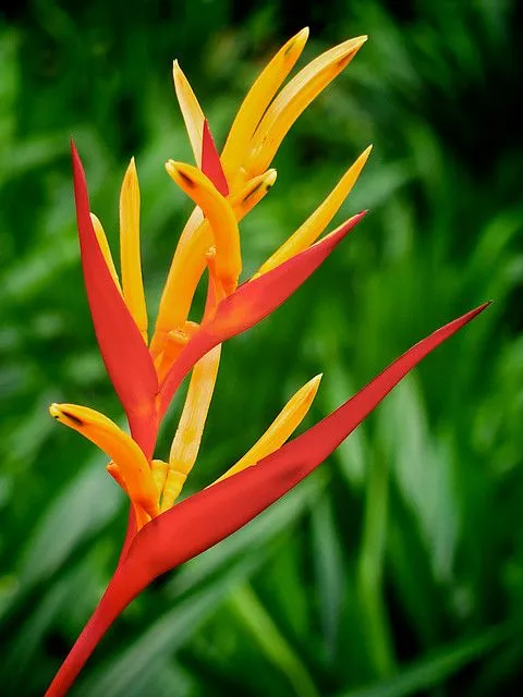 Heliconia flower | Flickr - Photo Sharing!