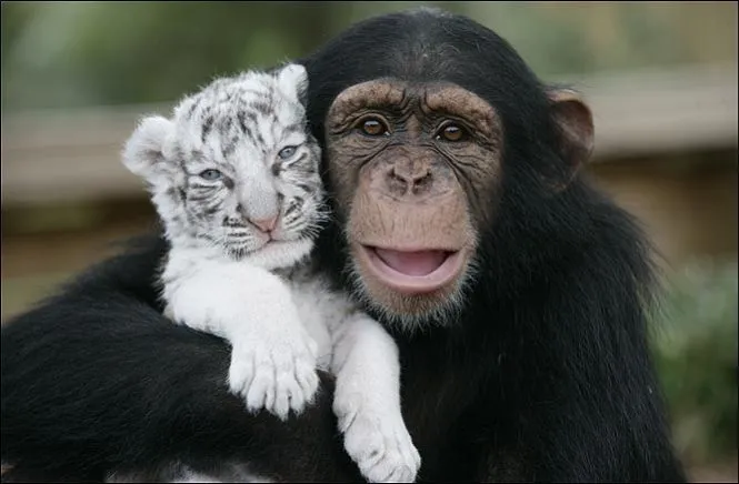  ... : Una hembra de chimpace cuida de dos cachorros de tigre blanco