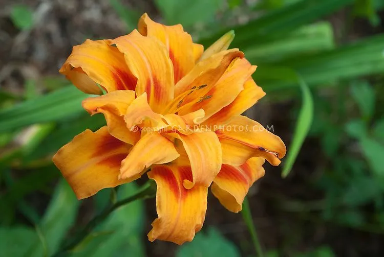 Hemerocallis fulva Flore Pleno' Double Daylily | Plant & Flower ...