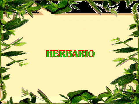 Herbario virtual: Concepto de herbario