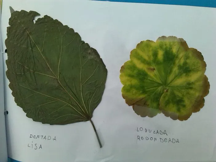 Nuestros herbarios. C.E.I.P. Santa Teresa (Cádiz) - El Gancho