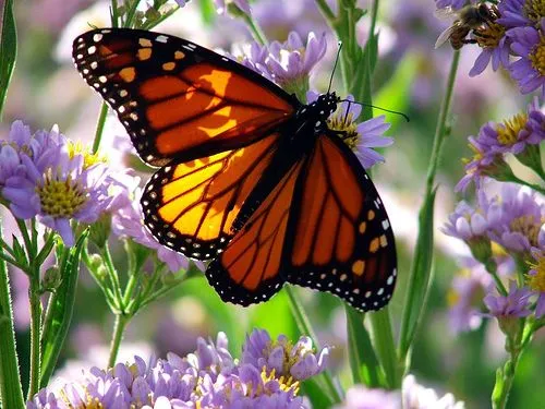 Herbicidas y pérdida de biodiversidad