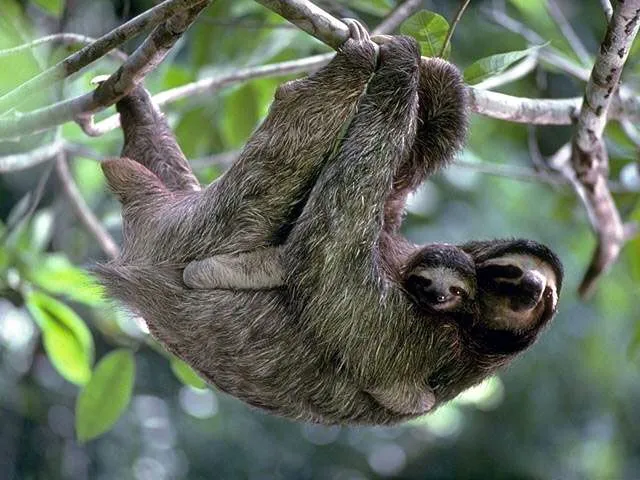 HerbWeb Sloths: photograph of a sloth family