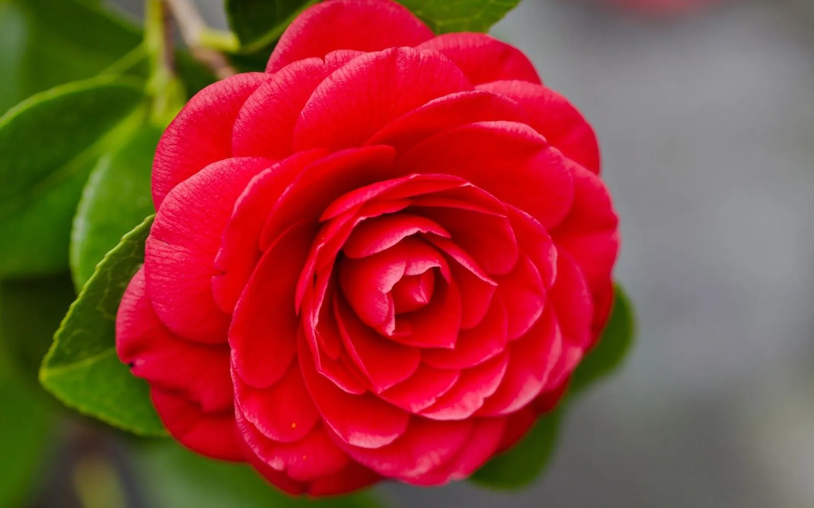 Hermosa Camelia Roja - Imágenes de Flores | Fotos e Imágenes en ...