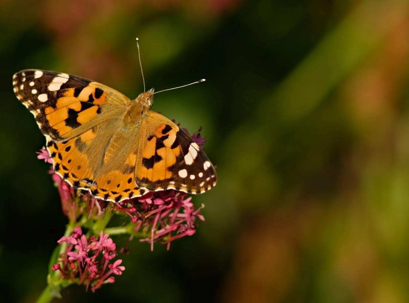 Hermosa mariposa monarca sobre las flores silvestres | Banco de ...