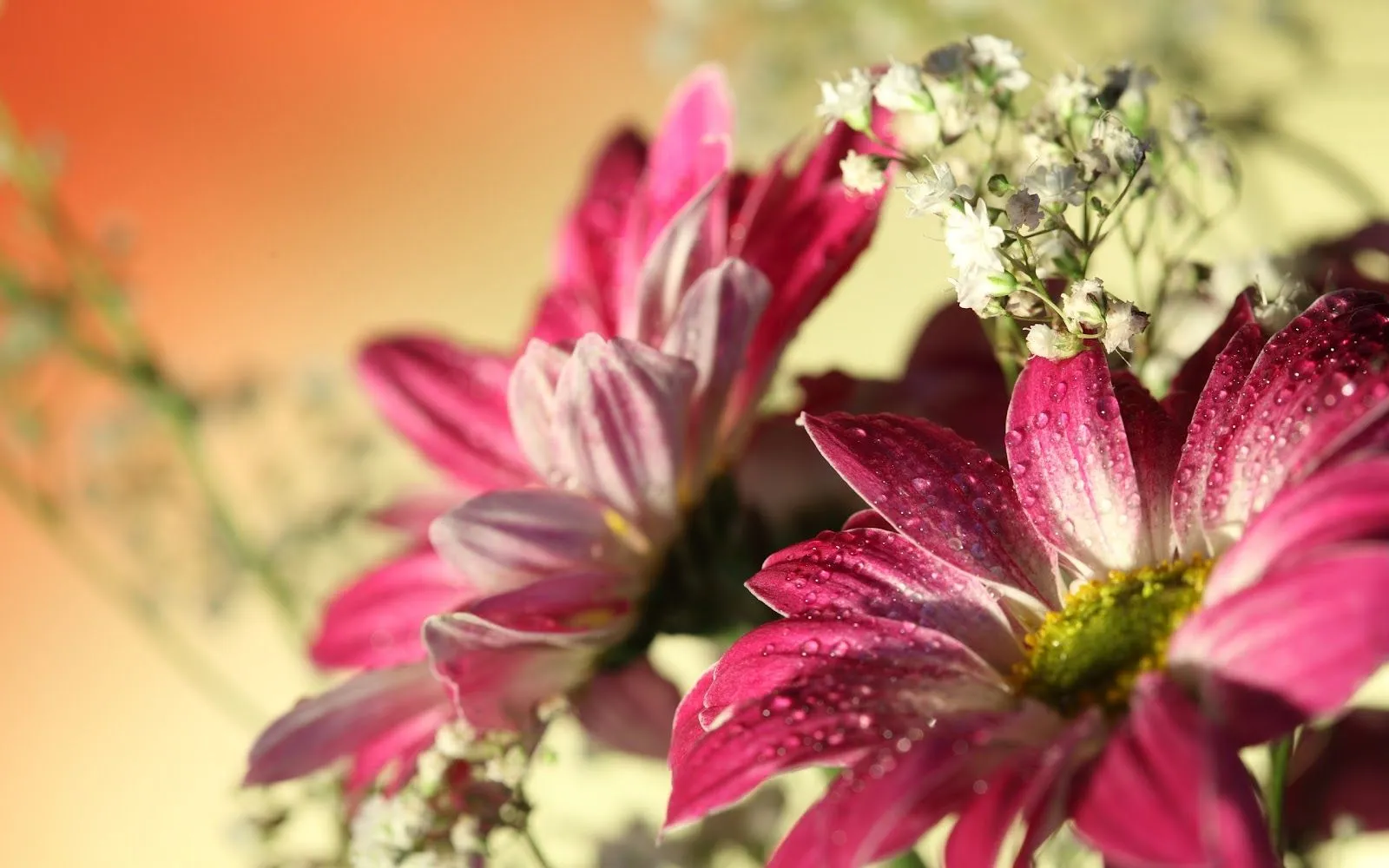 Hermosas Flores de Gerbera - Fondos de Pantalla HD - Wallpapers HD