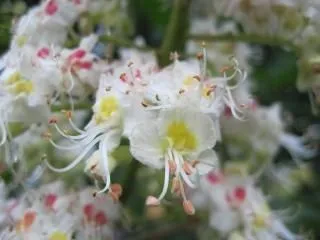 hermosas flores de primavera de árbol | Descargar Fotos gratis