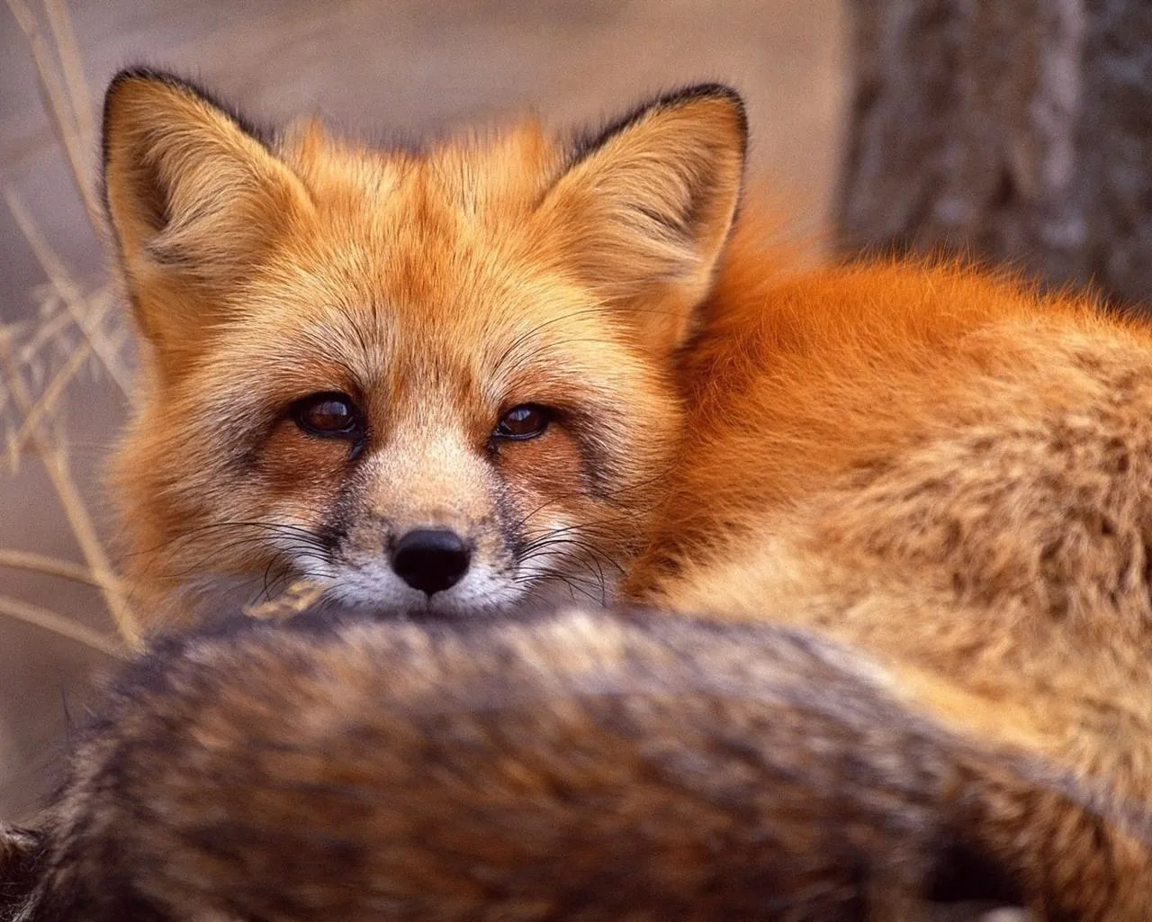 Hermosas fotos de Animales en la selva HD : Imagenes Tiernas ...