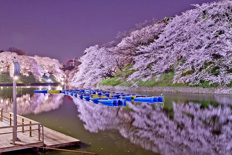 La más hermosas fotos de flores de cerezo japoneses - 2014 - POP-