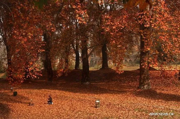 Hermosas hojas chinas | segundaplenitud