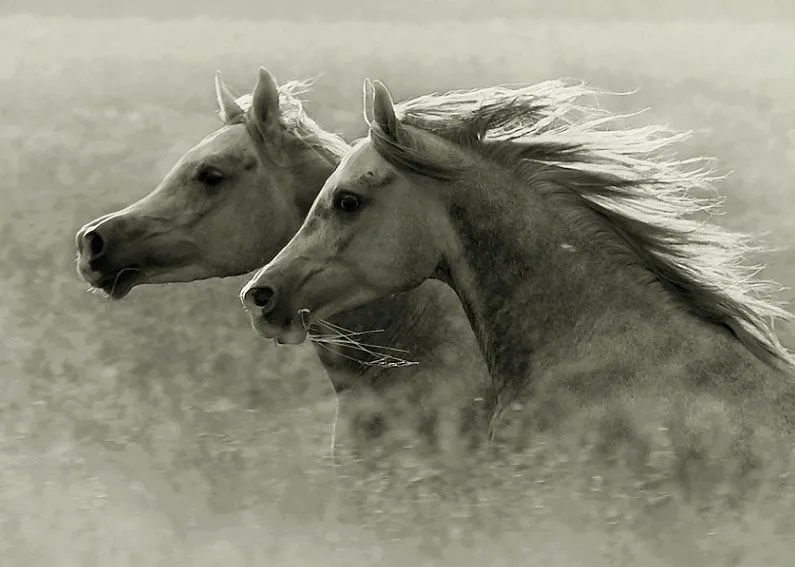 Hermosas Imagenes de Caballos Salvajes - Taringa!