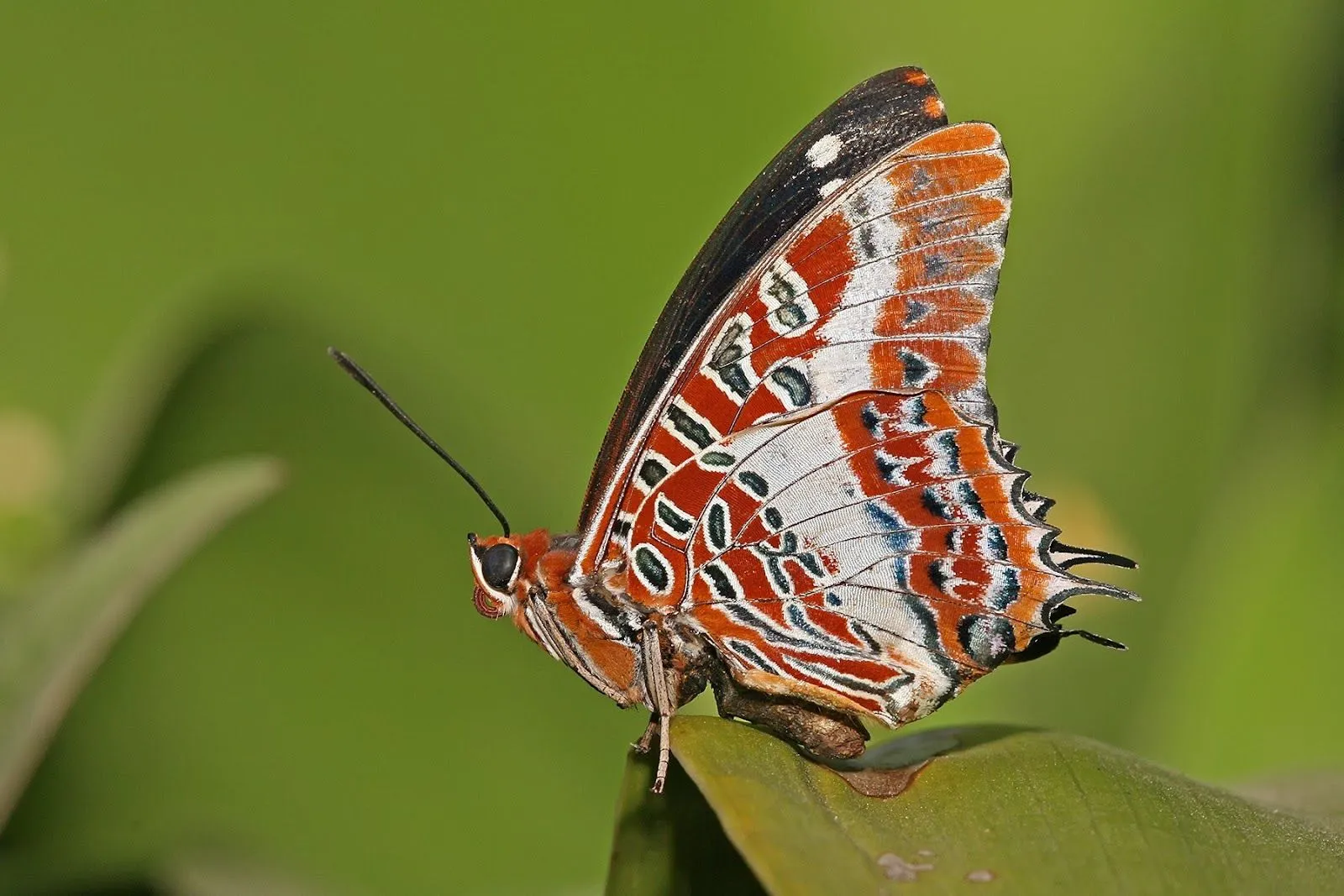 Fondos pantalla mariposas hermosas - Imagui