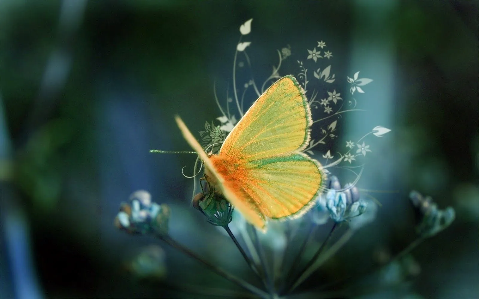 Hermosas Mariposas en la Naturaleza | Fotos e Imágenes en FOTOBLOG X