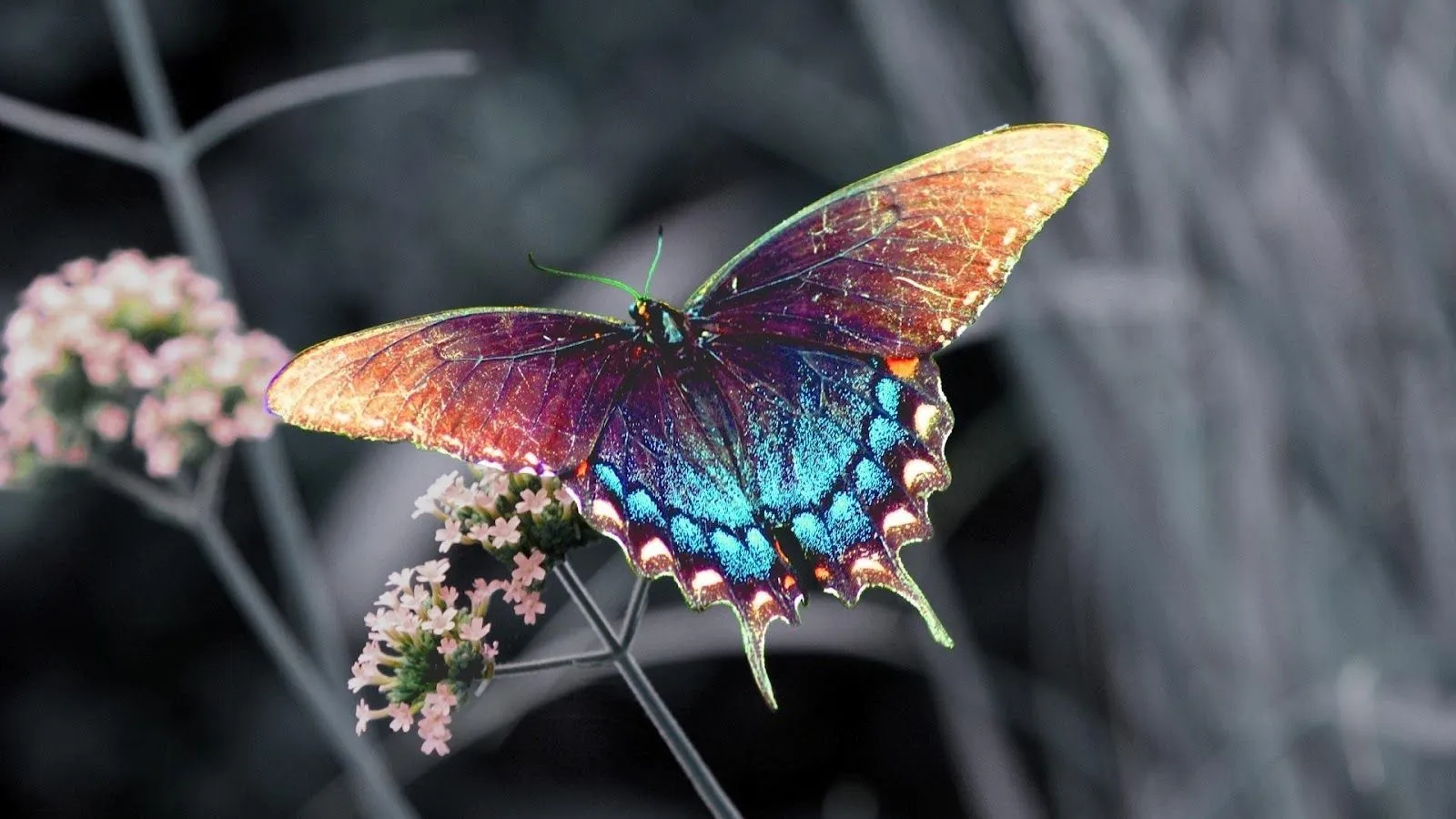 Hermosas Mariposas en la Naturaleza | Fotos e Imágenes en FOTOBLOG X